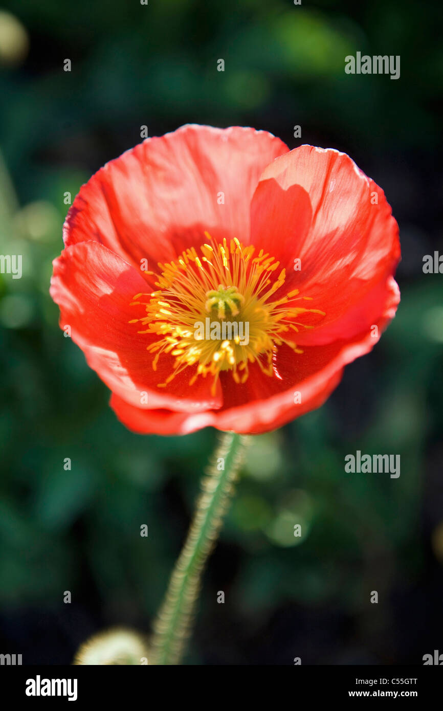 poppies in spring field Stock Photo - Alamy
