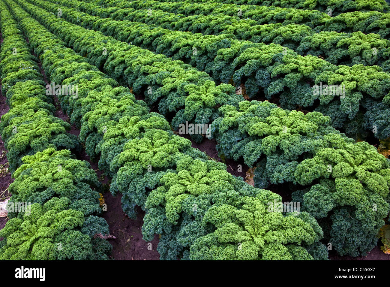 The Netherlands, Valkenburg, growing kale or borecole Stock Photo - Alamy