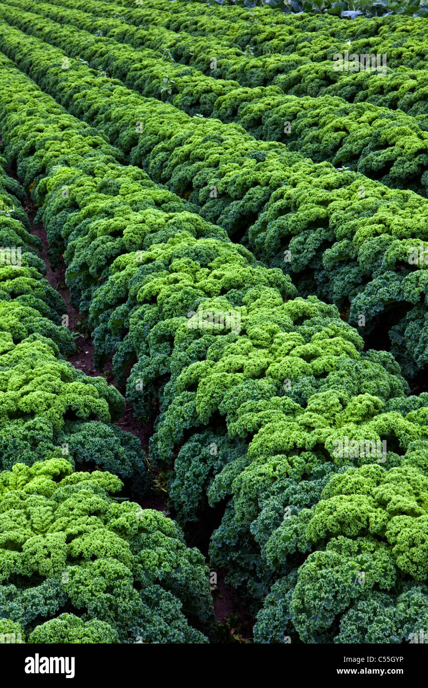 The Netherlands, Valkenburg, growing kale or borecole Stock Photo