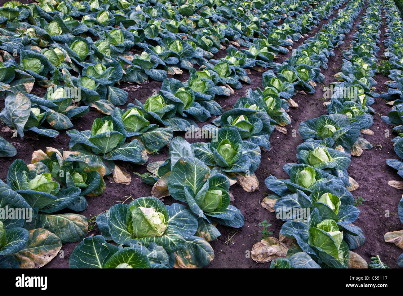 The Netherlands, Valkenburg, growing cabbage. Stock Photo