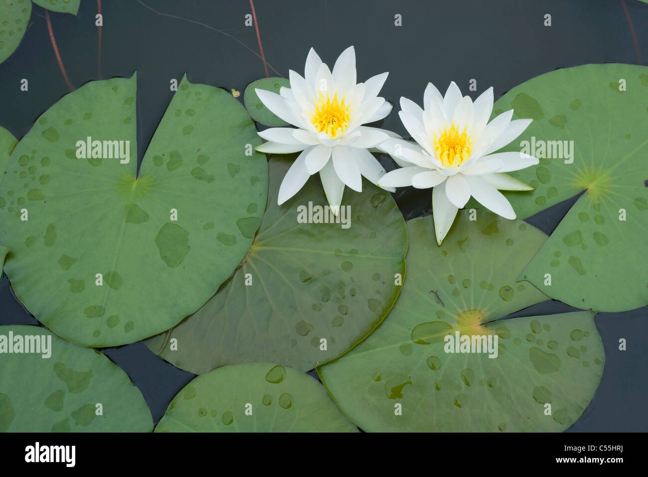lotus flowers and leaves Stock Photo
