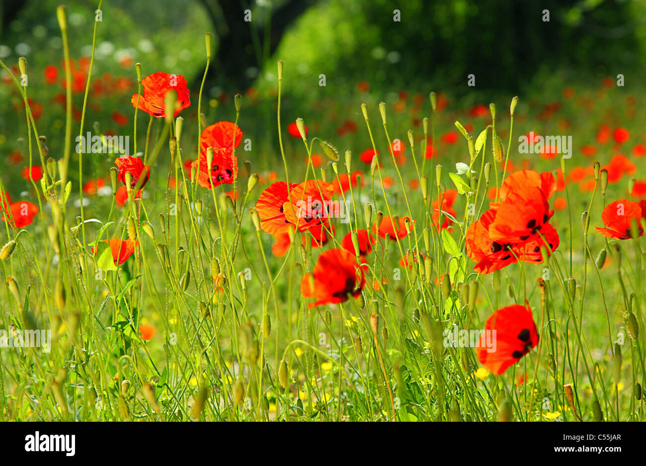 Fresh red puppy meadow, natural spring landscape, flower field in the ...