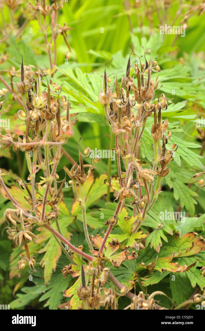 Seeding Geranium sylvaticum 'Mayflower'. Common name Hardy geranium. Stock Photo