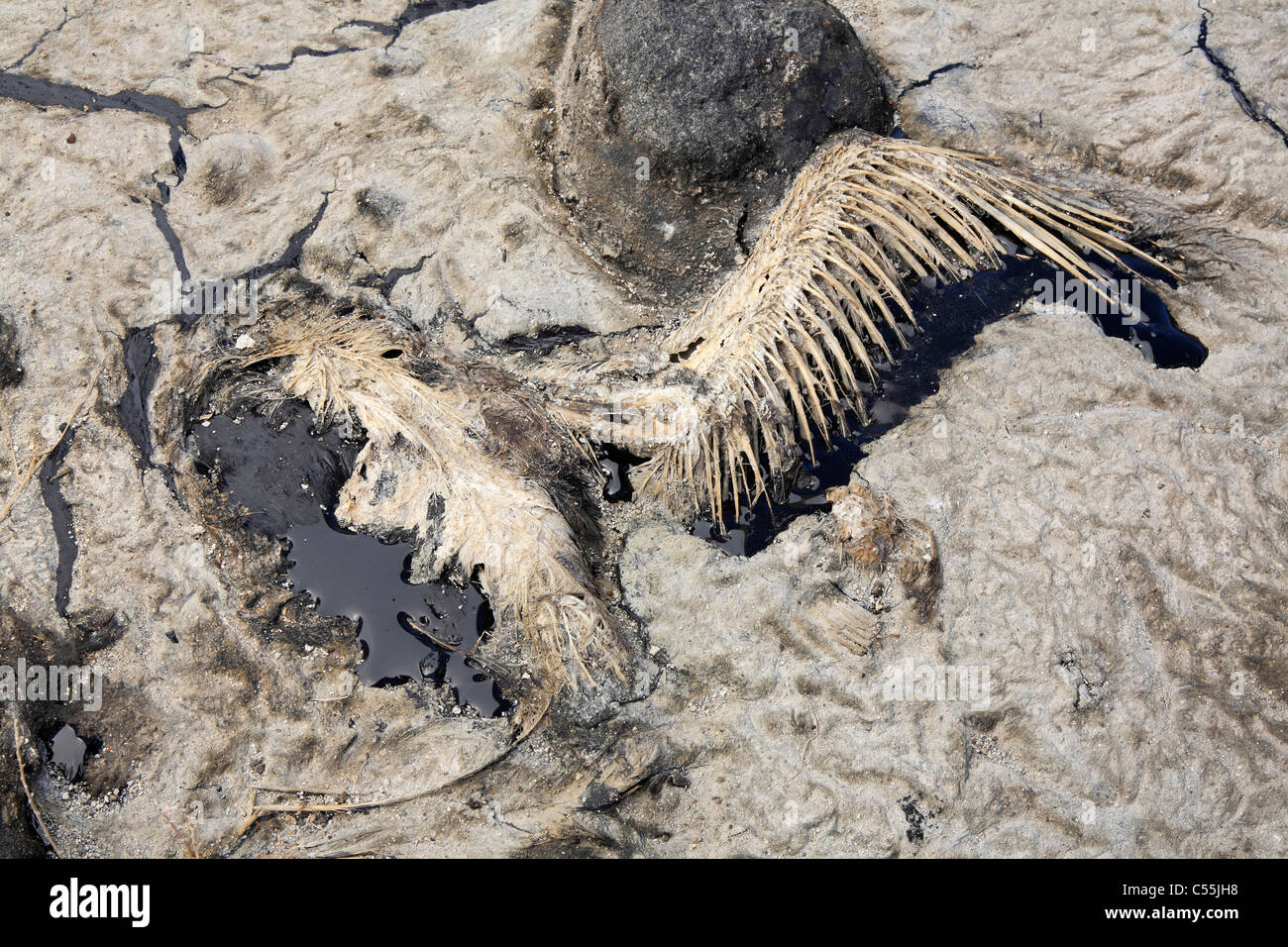 Gull killed in Gulf of Mexico oil spill disaster Stock Photo