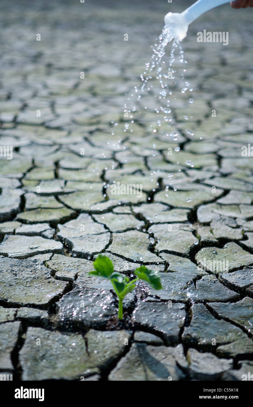 watering sprout on waste land Stock Photo Alamy
