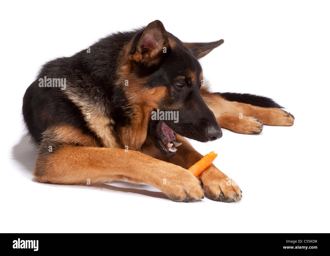 Young male German Shepherd Dog at 9 months old eating a carrot Stock Photo Alamy