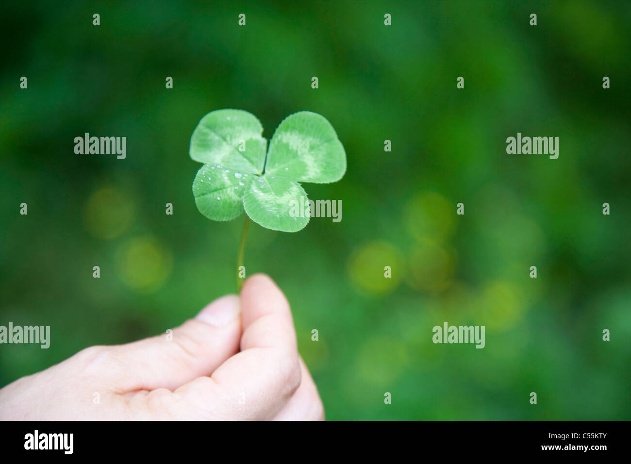 7 leaf clover hi-res stock photography and images - Alamy