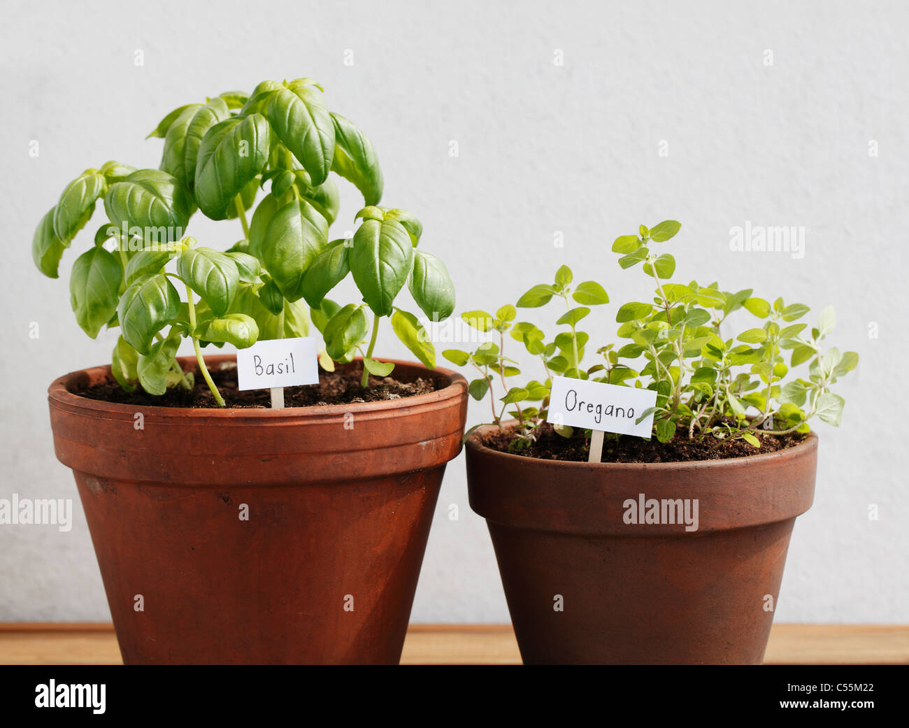 Basil in clay pot hires stock photography and images Alamy
