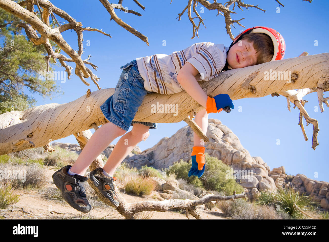 Boy sleeping on a tree branch, Joshua Tree National Monument