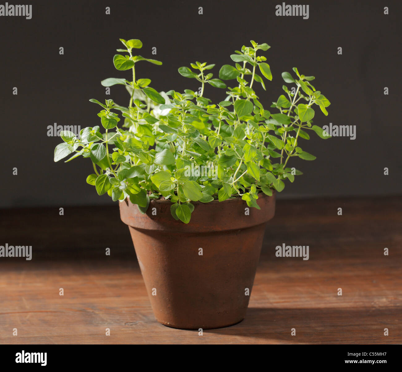 Potted Oregano herbal plant on wooden table. Stock Photo