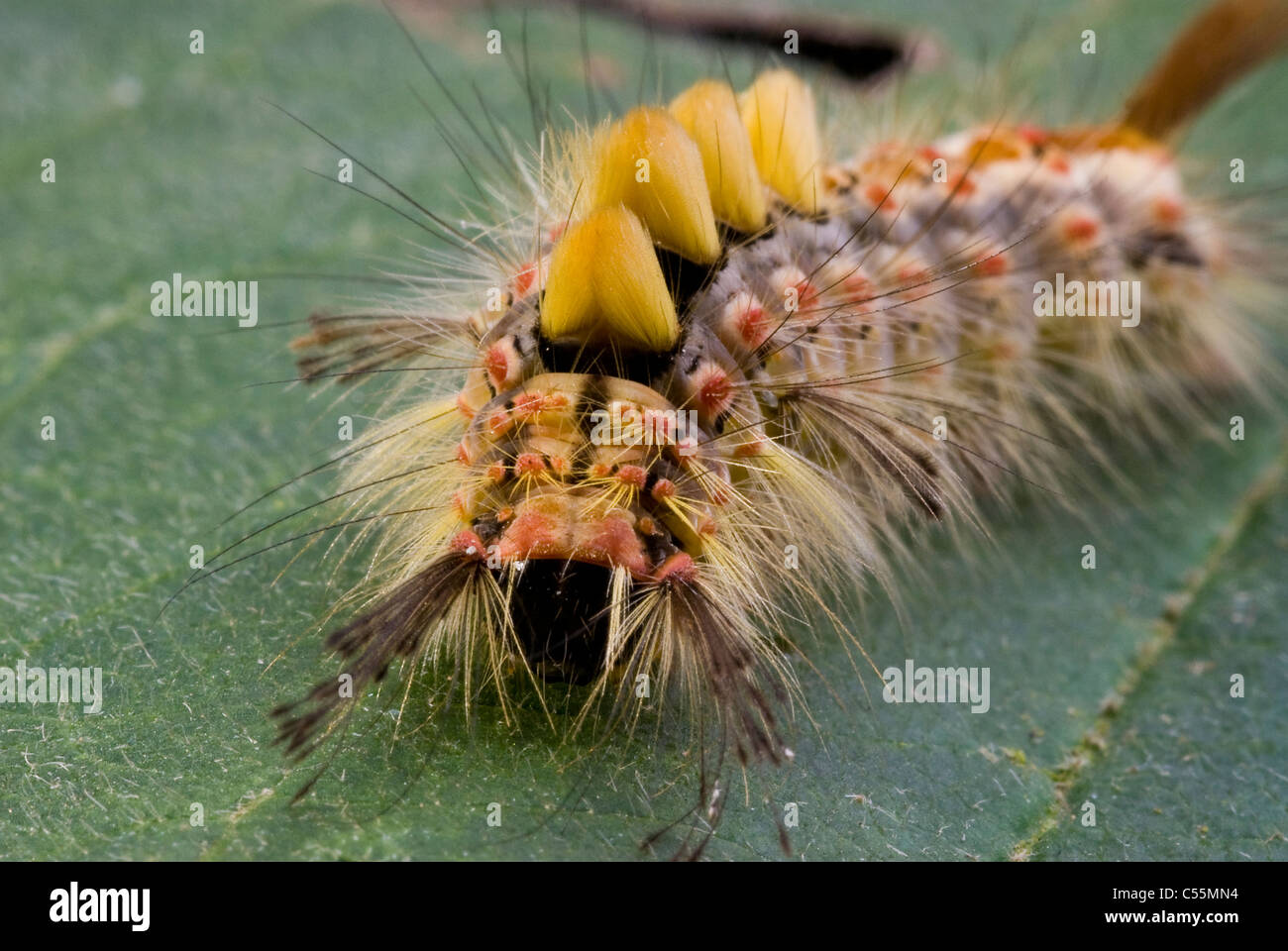 Orgyia antiqua  vapourer moth caterpillar Stock Photo