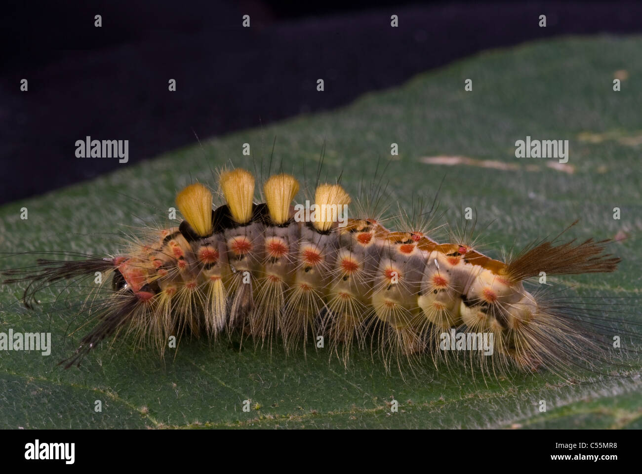 Orgyia antiqua  vapourer moth caterpillar Stock Photo