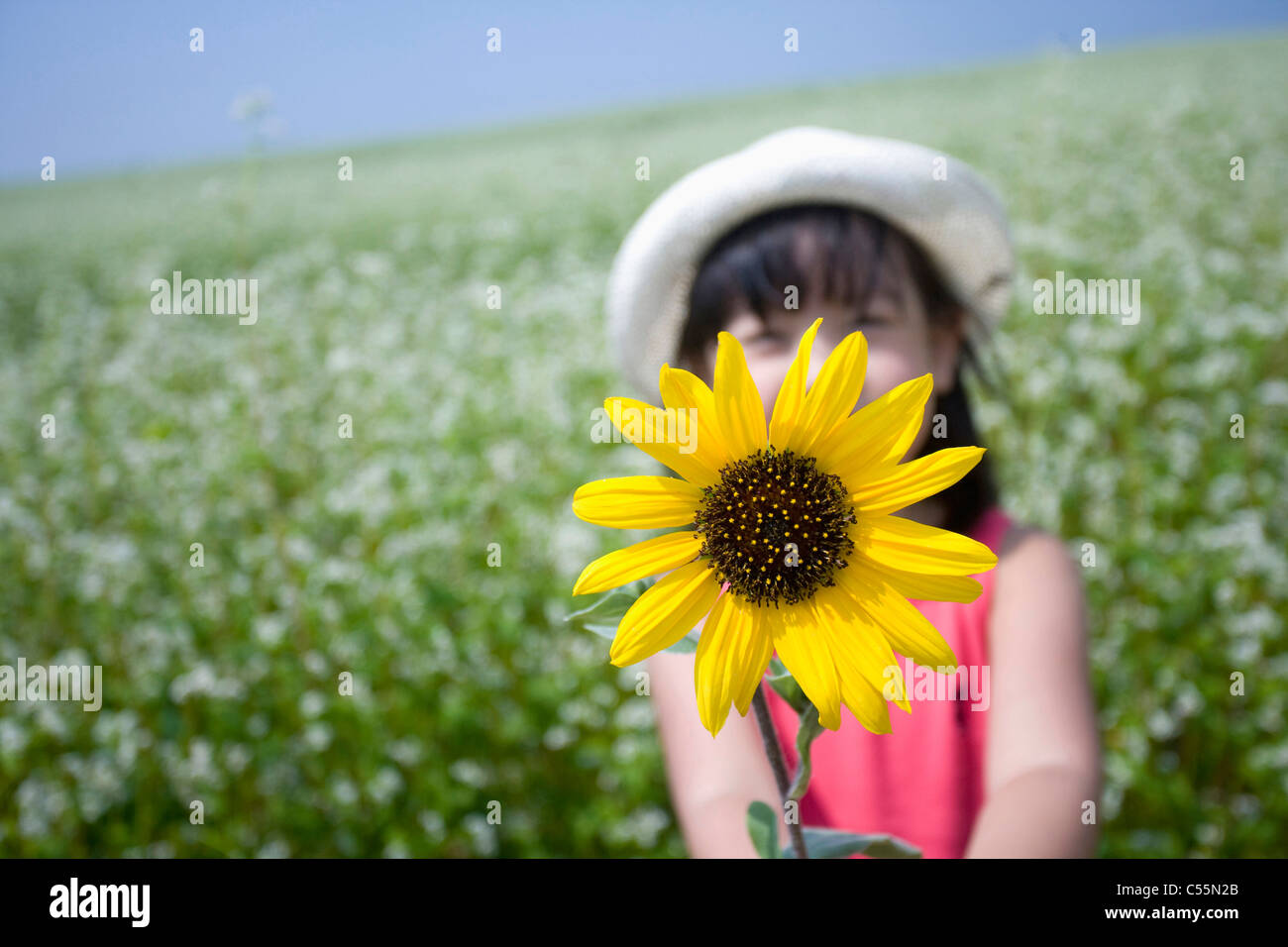 girl hold a sunflower in buckwheat flower field Stock Photo