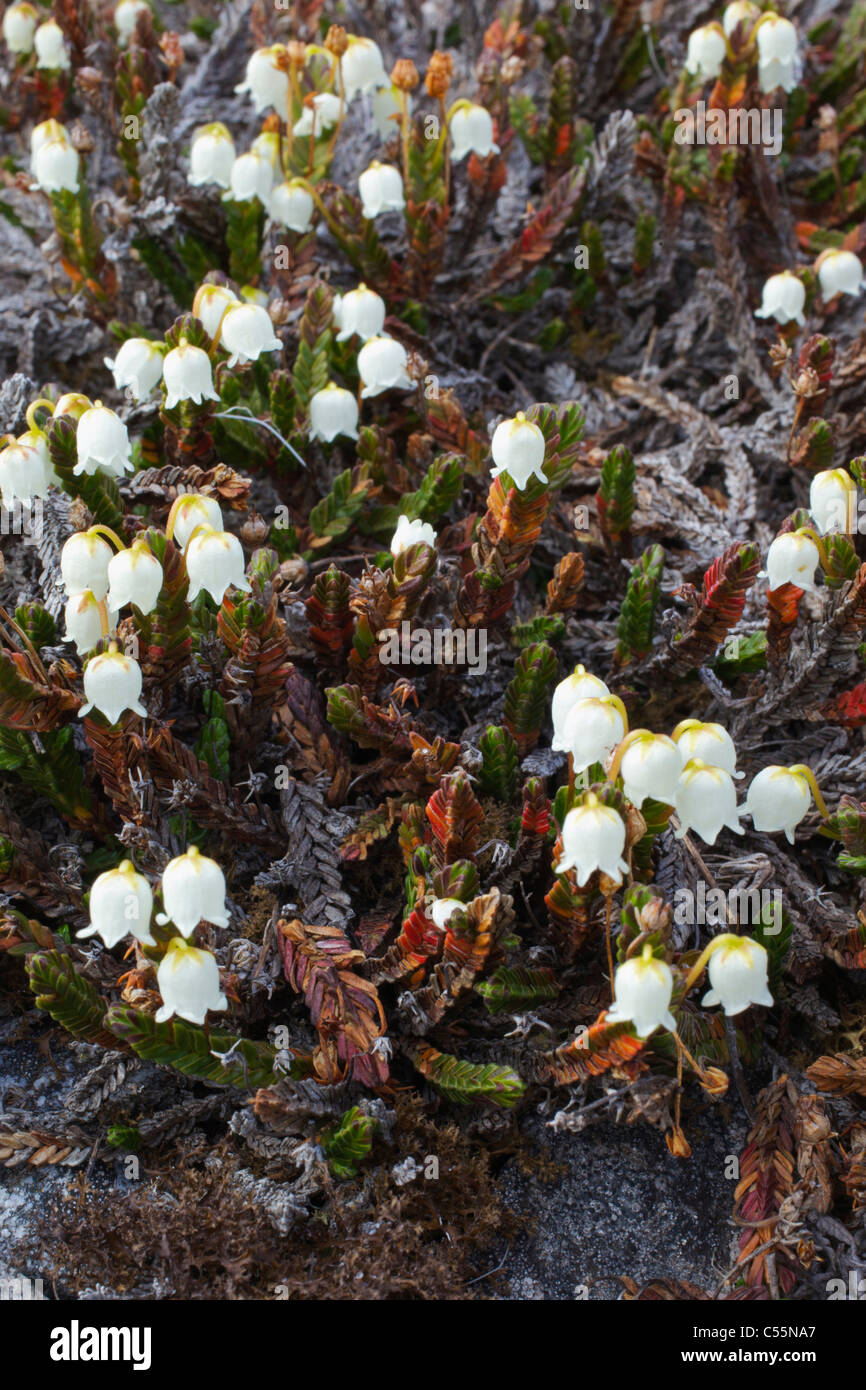 High angle view of Arctic Bell-Heather (Cassiope tetragona) flowers, Spitsbergen, Svalbard Islands, Norway Stock Photo