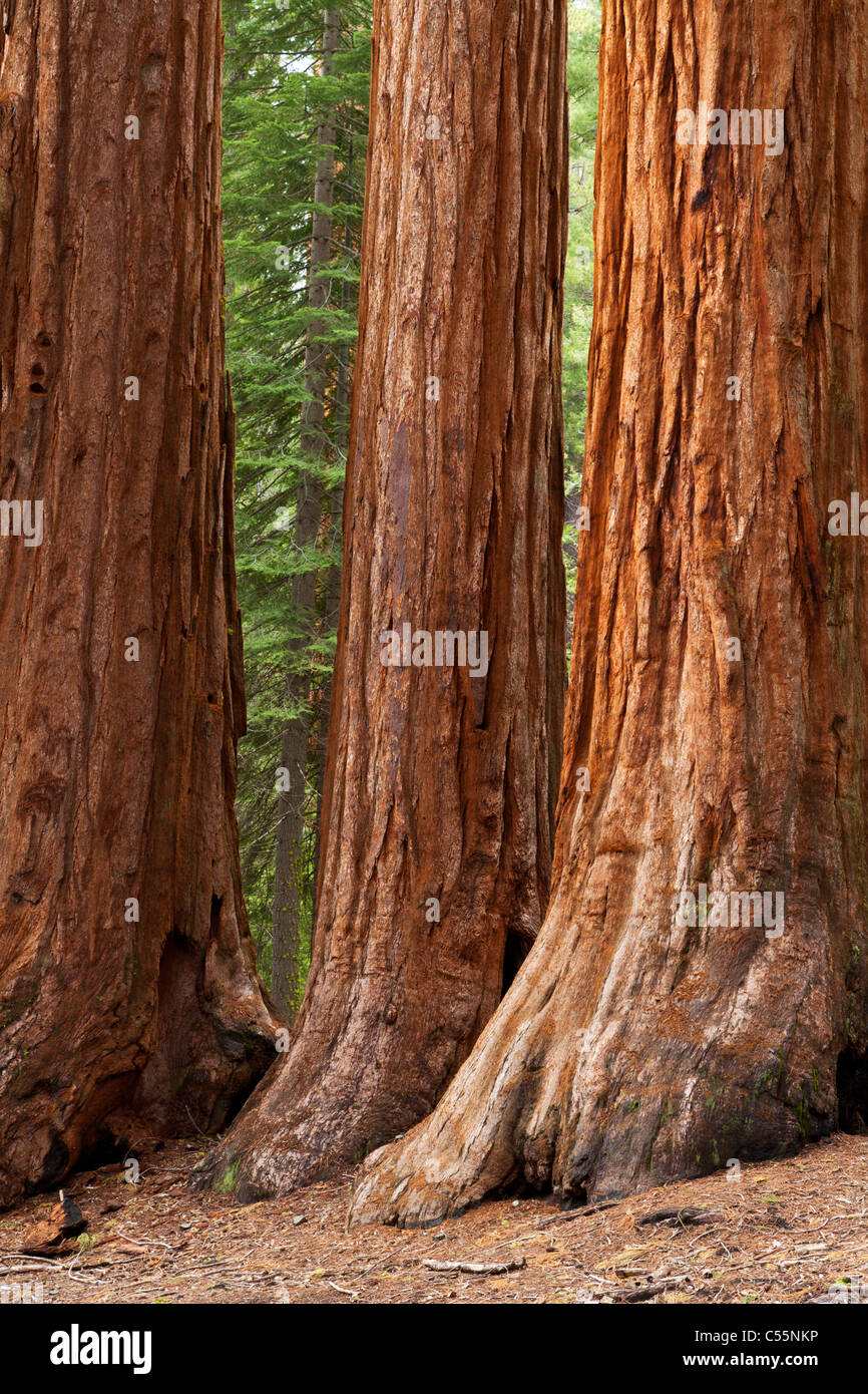 yosemite national park mariposa grove giant sequoia trees california usa Stock Photo