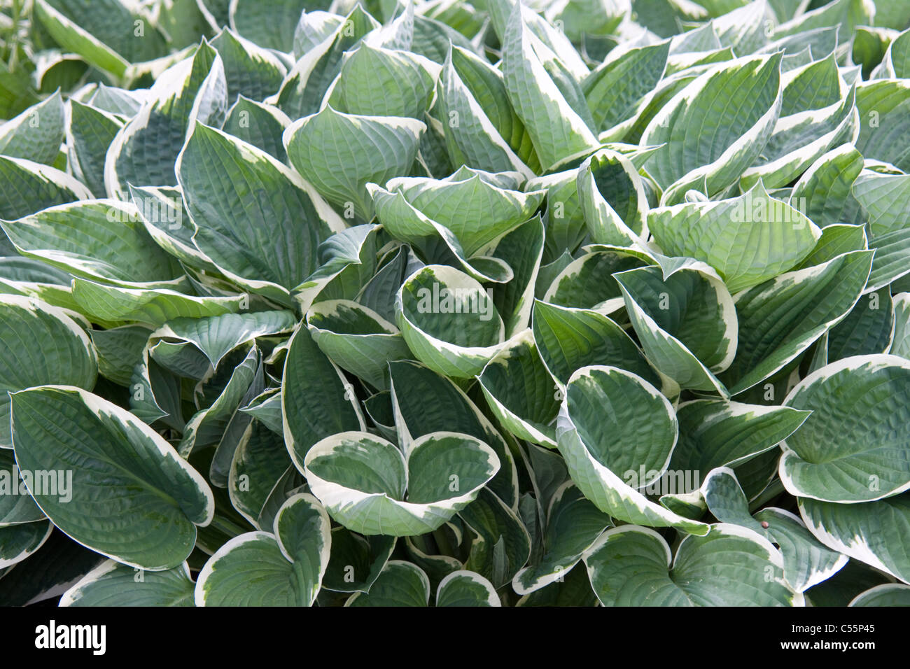 Hosta Polaris Stock Photo