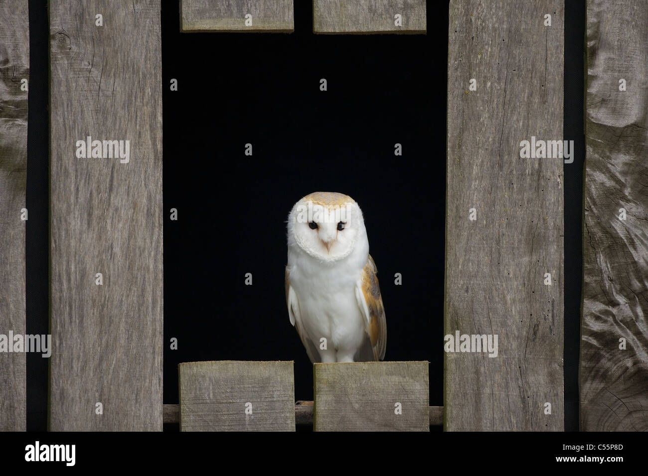 Barn owl (Tyto alba) perching on a plank, Gloucestershire, England Stock Photo