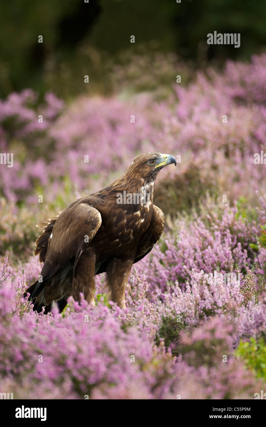 Golden eagle (Aquila chrysaetos) in a field, Loughborough, England Stock Photo