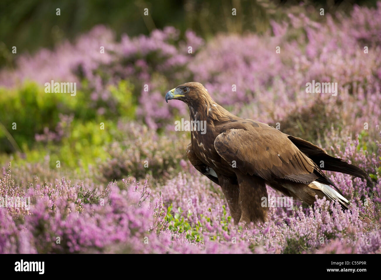 Golden eagle (Aquila chrysaetos) in a field, Loughborough, England Stock Photo
