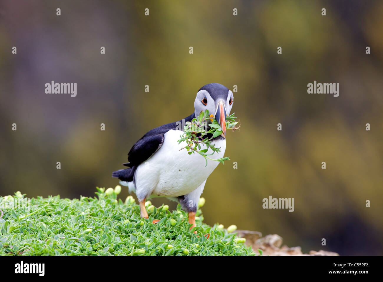 Close-up of a Puffin making nest, Skomer Island, Pembrokeshire Coast National Park, Wales Stock Photo