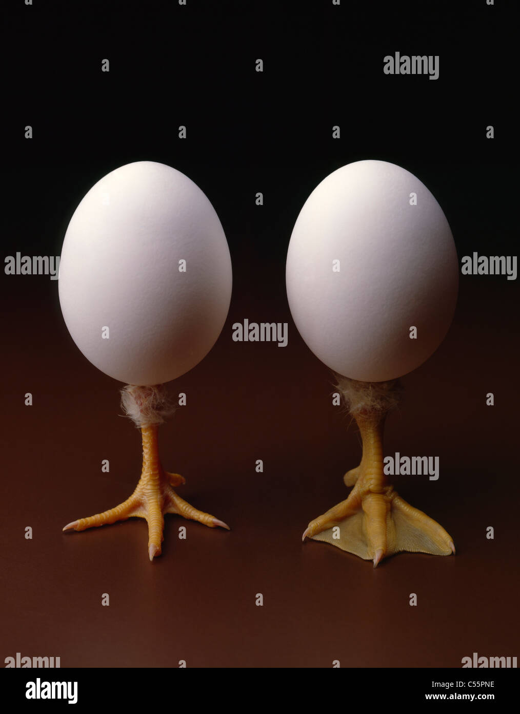 Duck egg and chicken egg with legs coming out on brown background