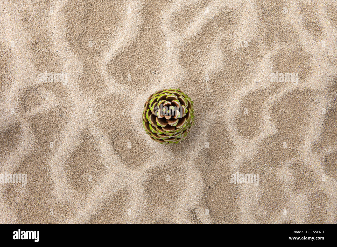 The Netherlands, Loon op Zand, National Park De Loonse en Drunense Duinen. Fir cone in sand. Stock Photo