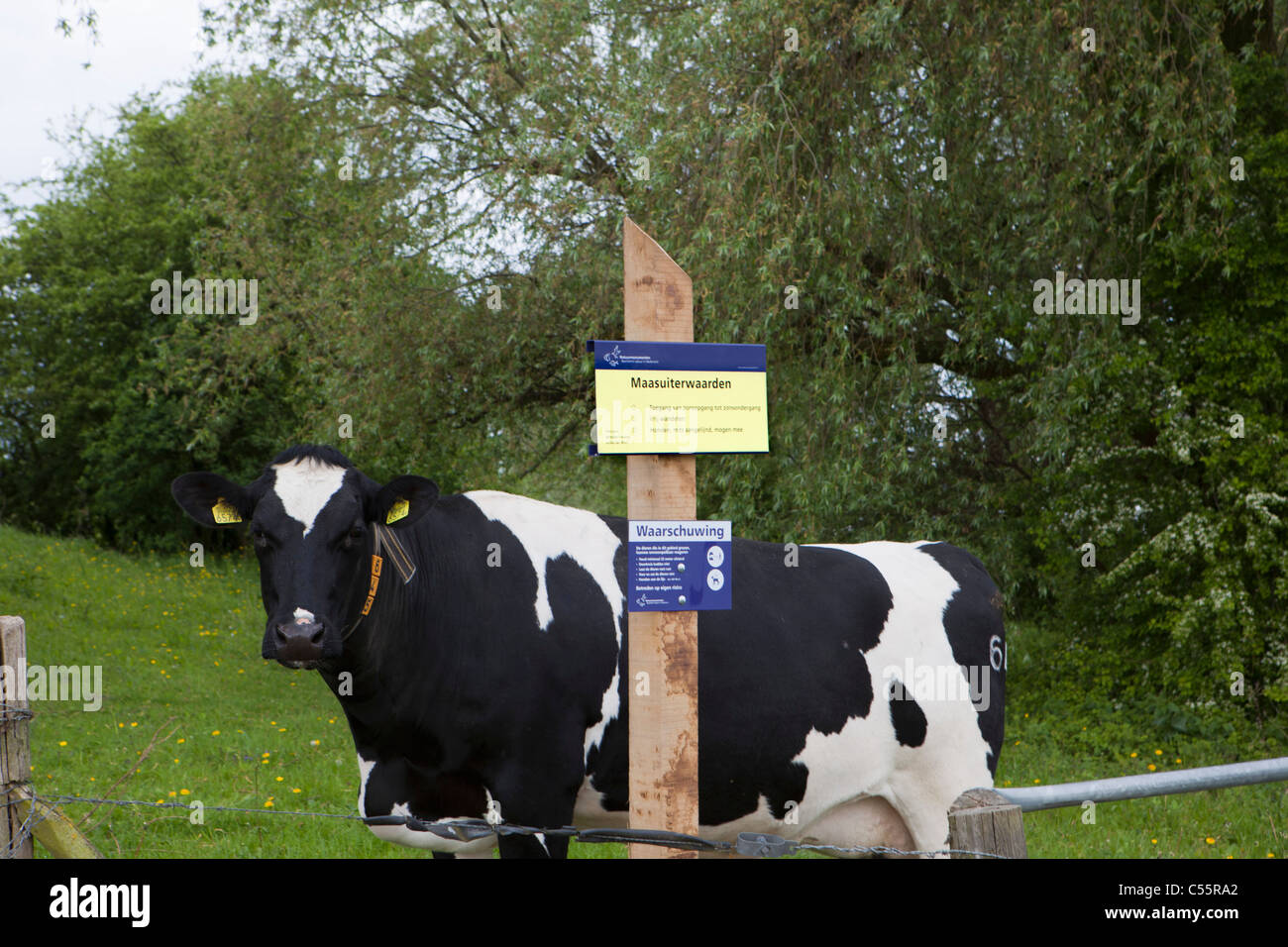 The Netherlands, Woudrichem, Cow in foreland of Maas river. Stock Photo