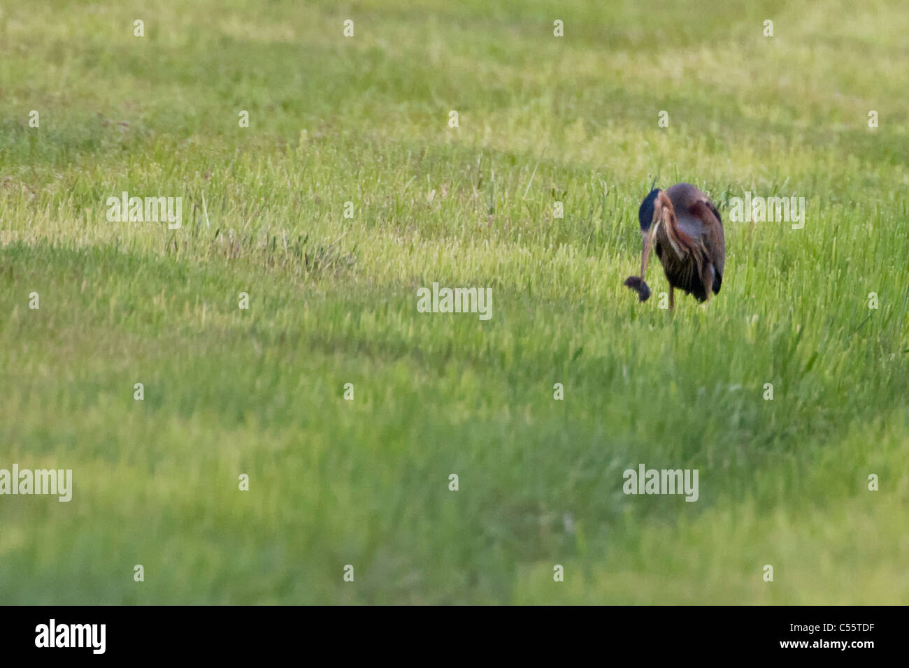 The Netherlands, Groot Ammers, Purple Heron, Ardea purpurea, catching mole. Stock Photo