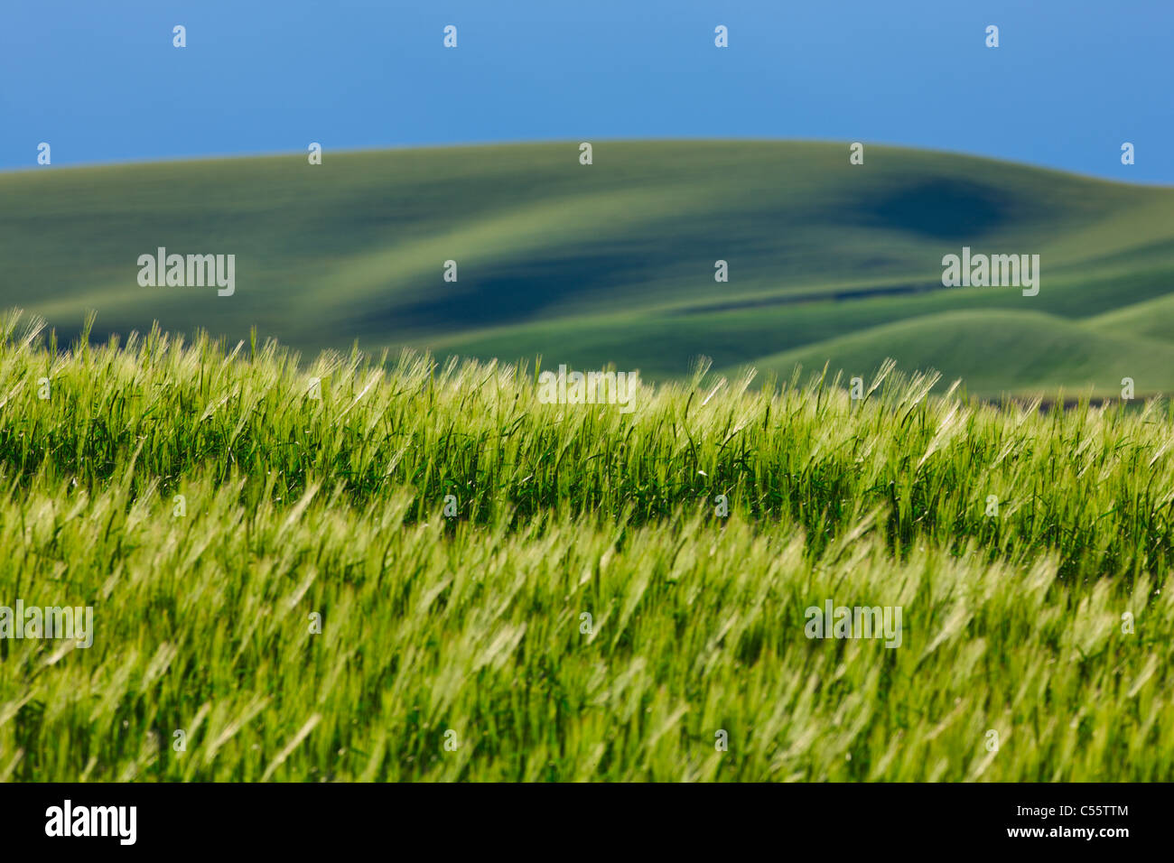 Crops in rolling hills, Palouse, Washington State, USA Stock Photo Alamy