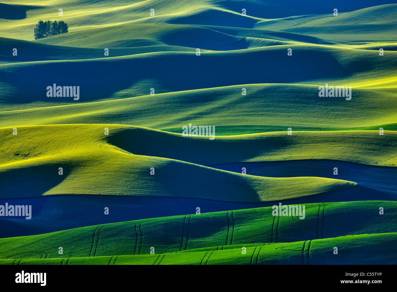 High angle view of green fields, Steptoe Butte, Palouse, Washington State, USA Stock Photo