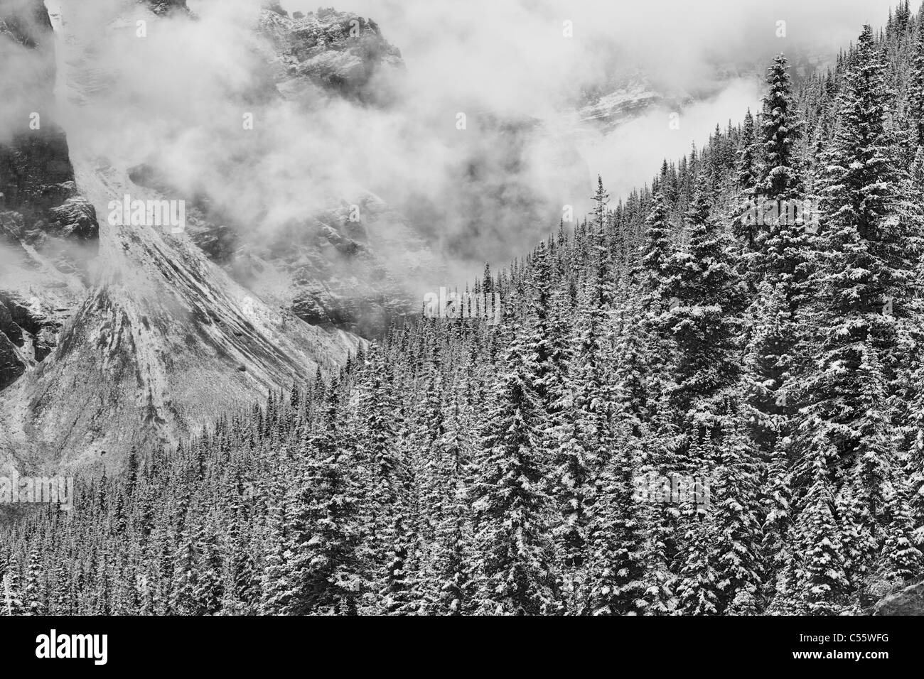Snow covered coniferous trees in a forest, Valley Of The Ten Peaks, Banff National Park, Alberta, Canada Stock Photo
