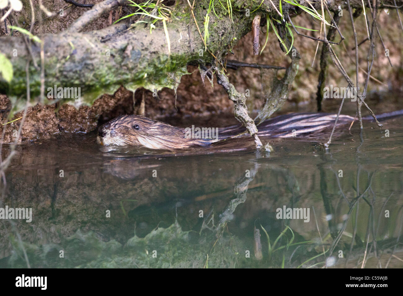 The Netherlands, Werkendam, De Biesbosch national park. Muskrat, Ondatra zibethicus. Stock Photo