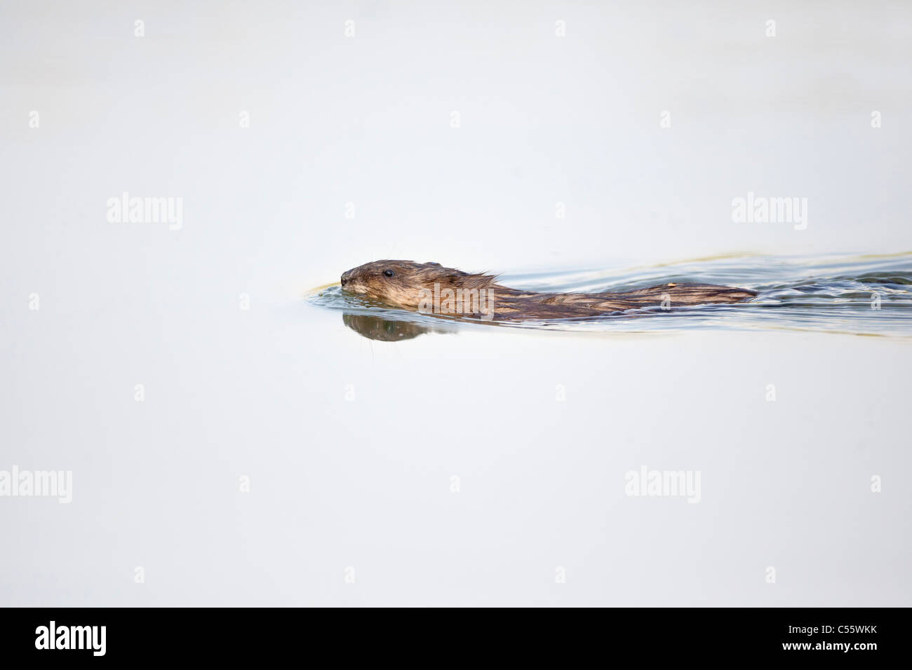 The Netherlands, Werkendam, De Biesbosch national park. Muskrat, Ondatra zibethicus, swimming. Stock Photo