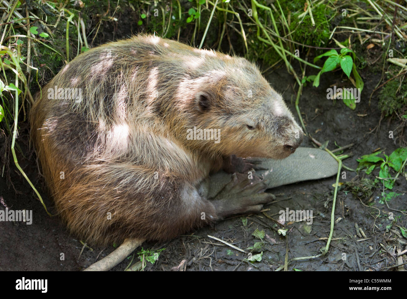 The Netherlands, Werkendam, De Biesbosch national park. Beaver, Genus Castor. Stock Photo