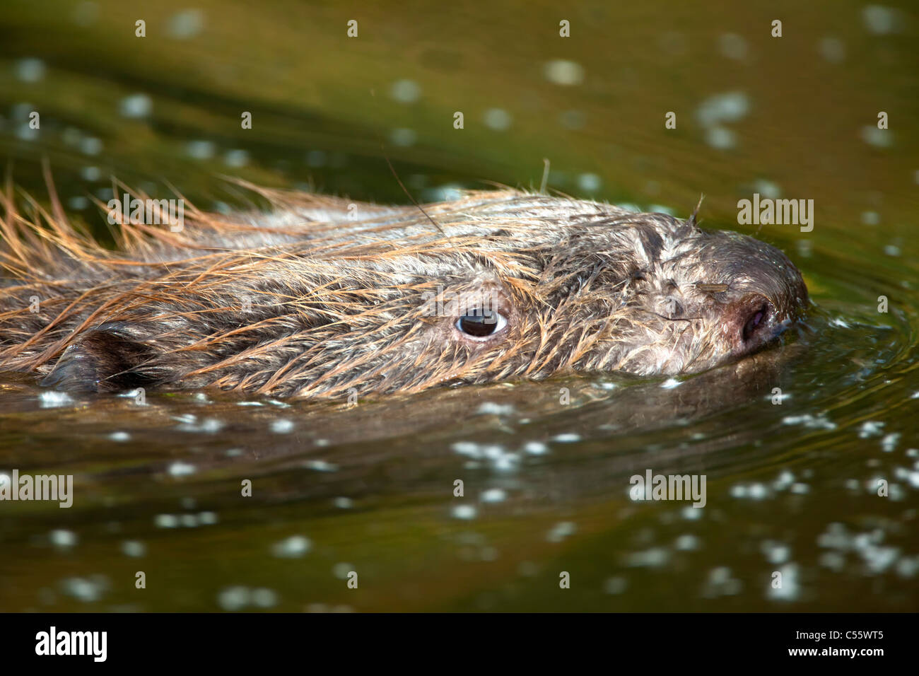 The Netherlands, Werkendam, De Biesbosch national park. Beaver, Genus Castor. Stock Photo