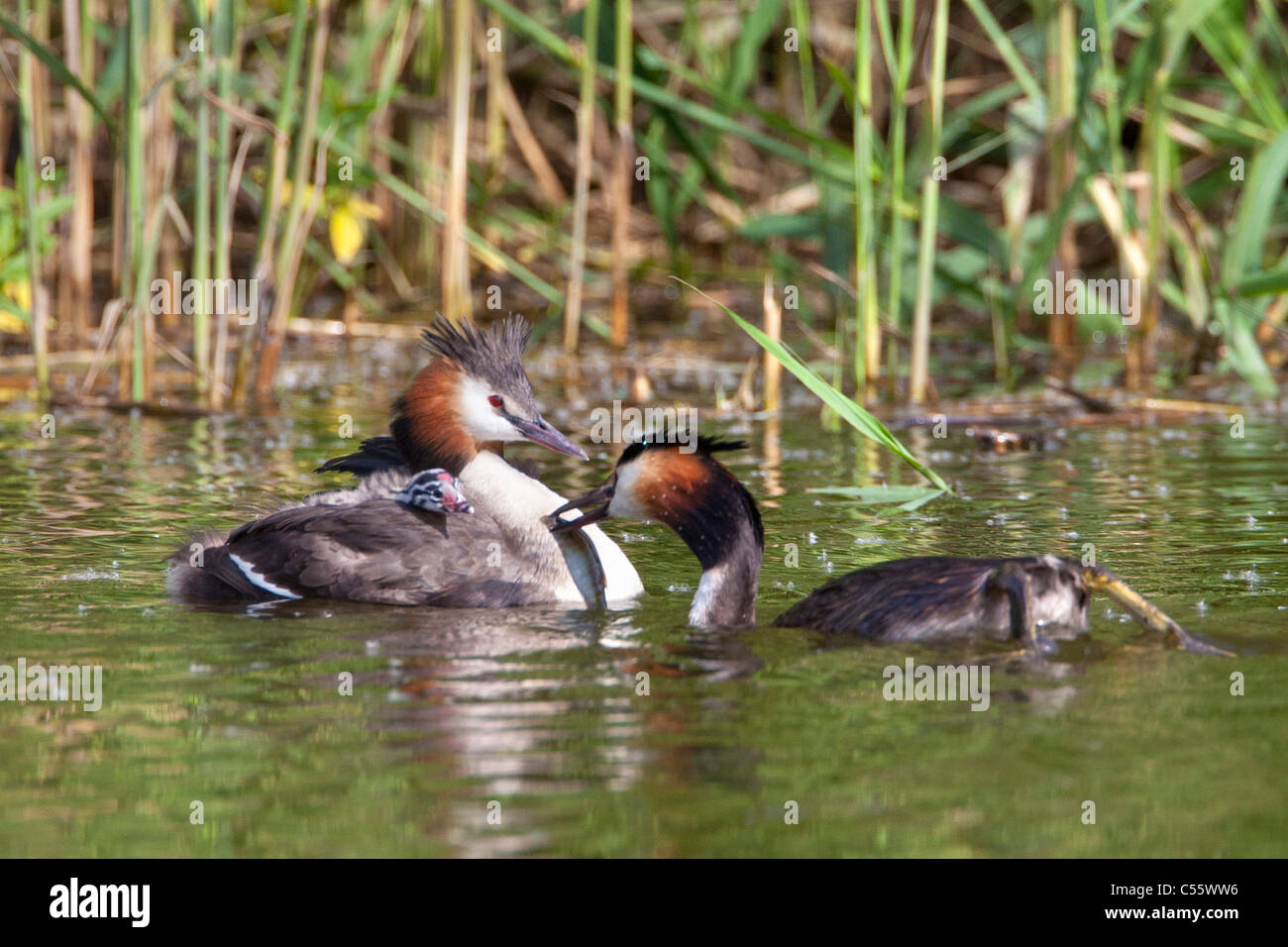 De Biesbosch national park. Great Crested Grebes, Podiceps cristatus
