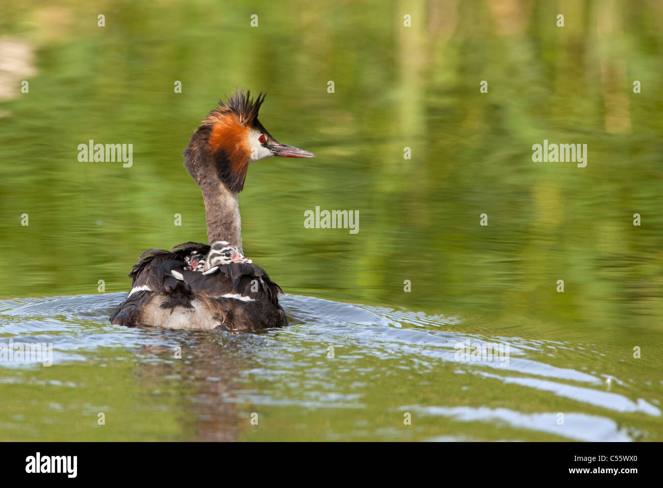 The Netherlands, Werkendam, De Biesbosch national park. Great Crested Grebes, Podiceps cristatus. Young on the back of female. Stock Photo