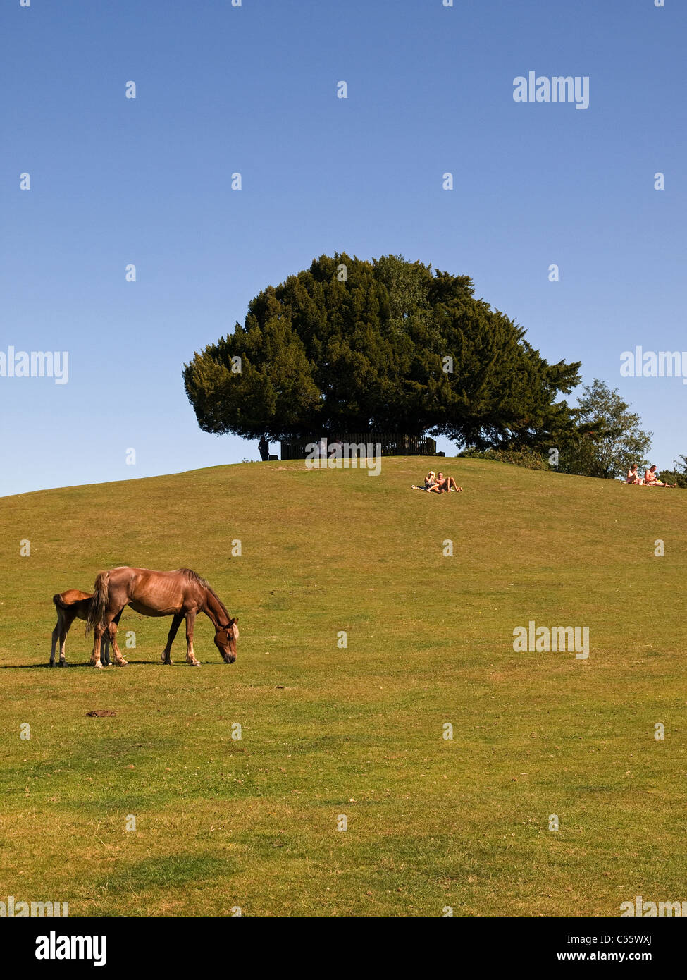 Bolton's Bench hill Lyndhurst New Forest Hampshire England UK Stock Photo