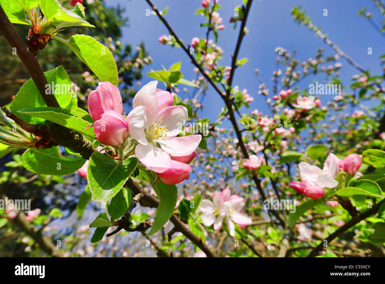 Apfelblüte - apple blossom 06 Stock Photo