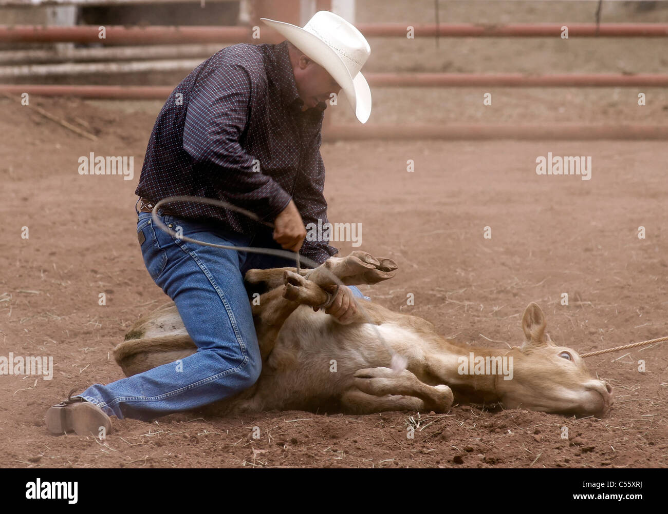 Competitor tying a calf during the calf roping event at the Annual Indian Rodeo held in Mescalero, New Mexico. Stock Photo