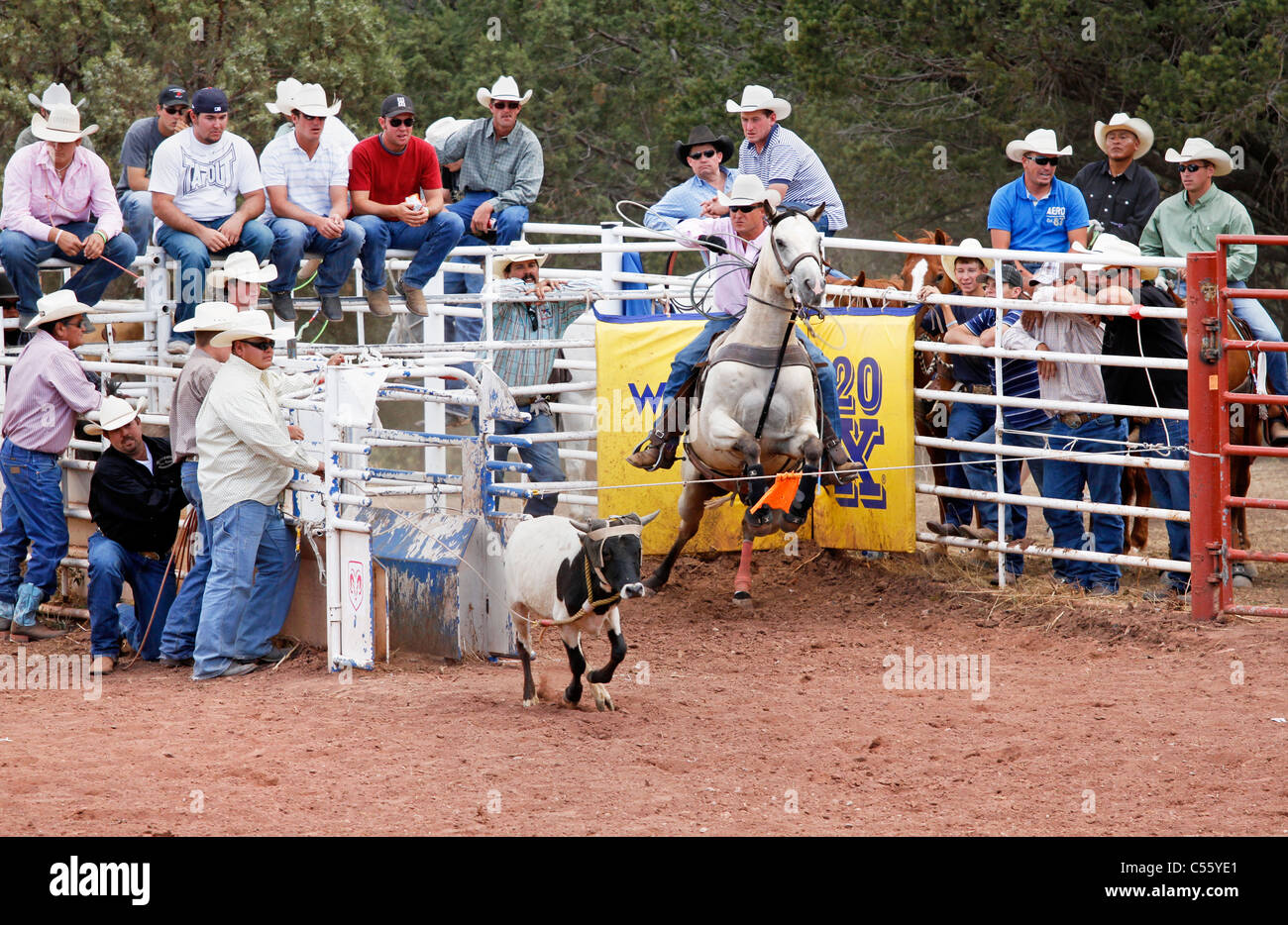 Man competing in the team roping event at the Annual Indian Rodeo held ...