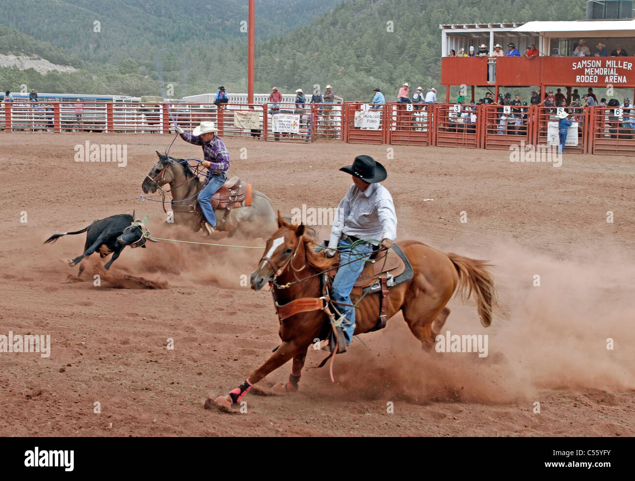 Team ropers competing in rodeo event hires stock photography and