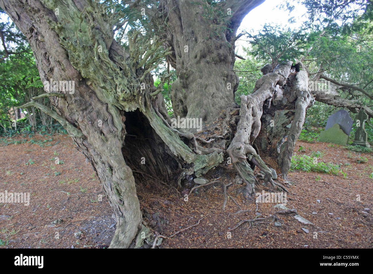 Yew tree in St Digain's churchyard in Wales Stock Photo