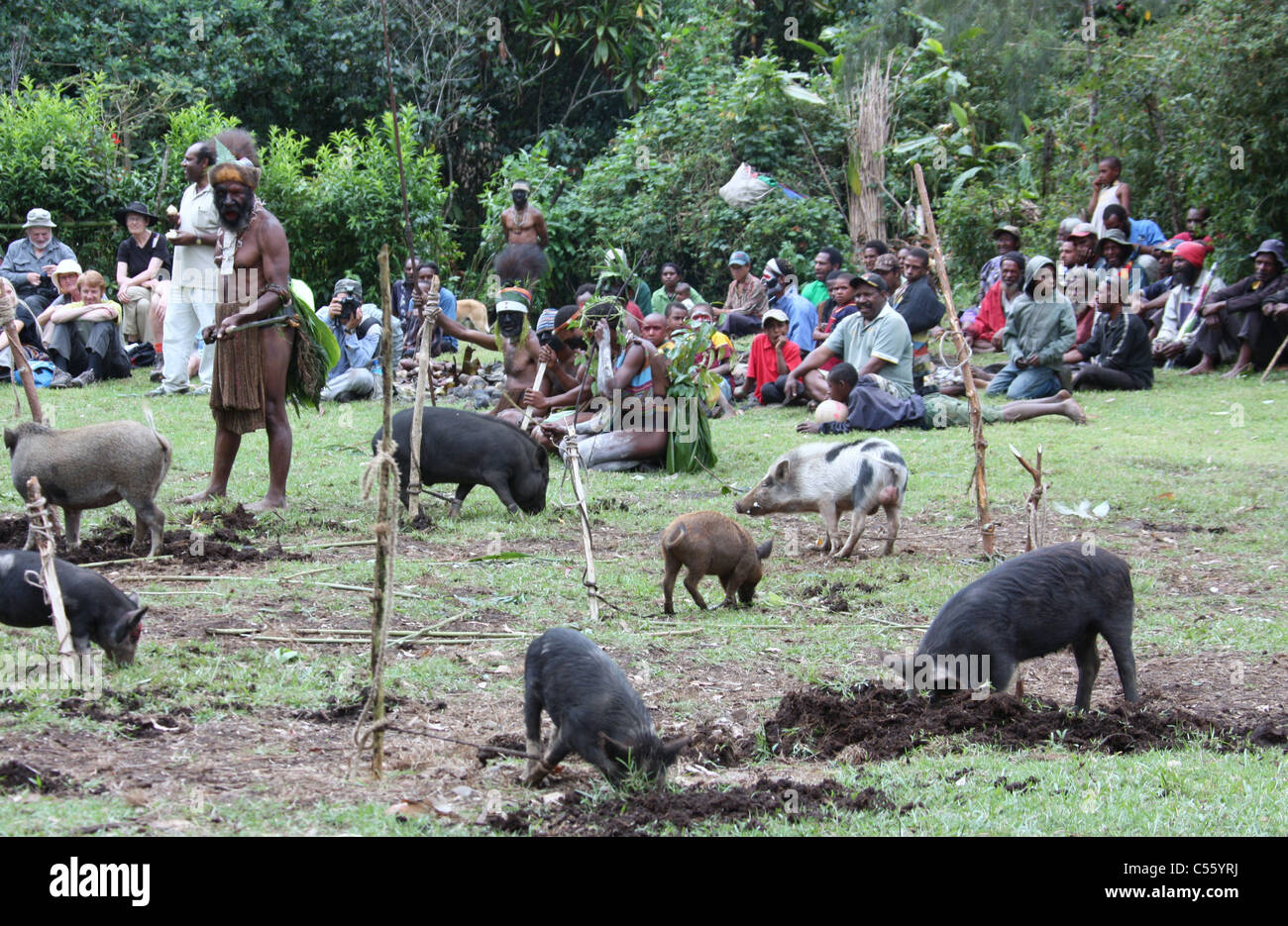 Best Pig Competition at a Sing-Sing in the Highlands of Papua New Guinea near Mt. Hagen Stock Photo