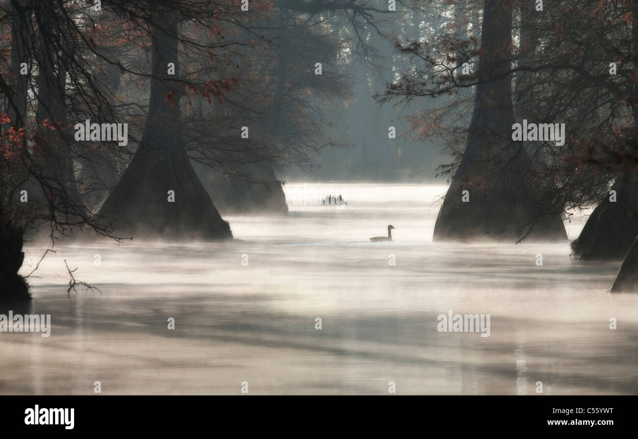 Canadian geese (Branta canadensis) swimming in a lake, Arkansas, USA ...