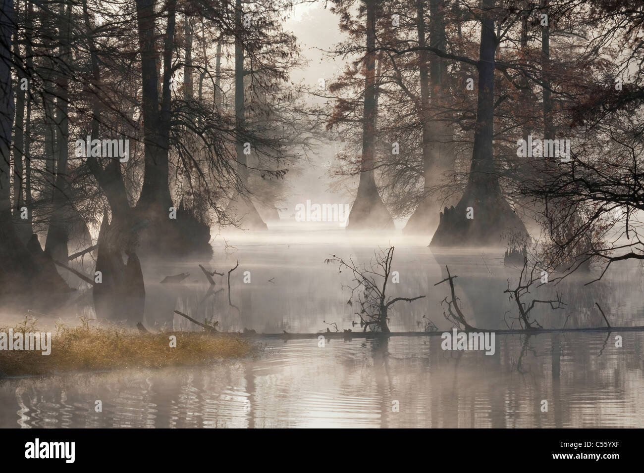 Reflection of cypress trees in a lake, Arkansas, USA Stock Photo