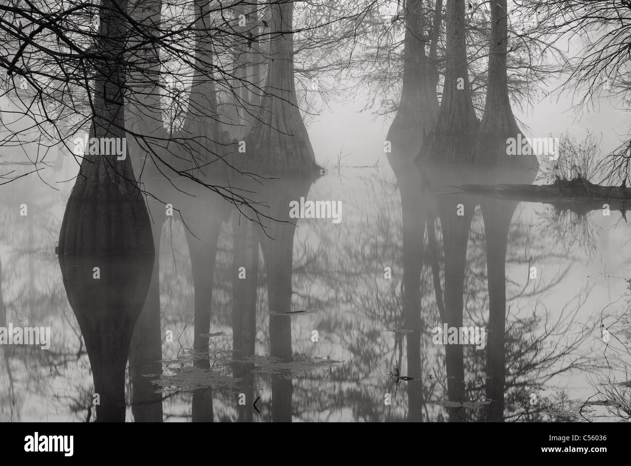 Reflection of cypress trees in a lake, Arkansas, USA Stock Photo