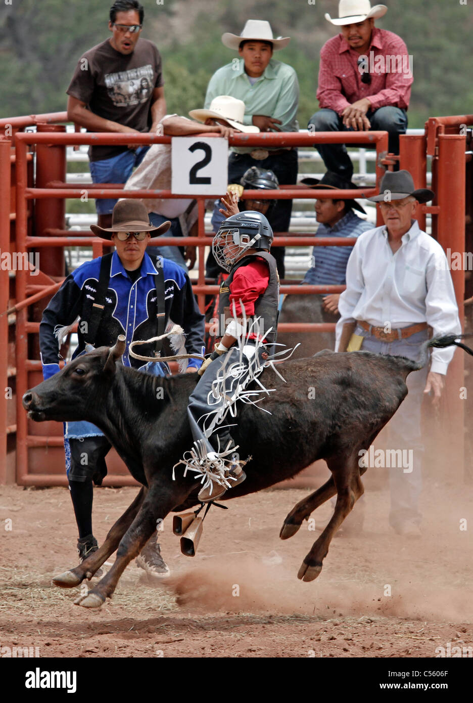 Young participant in the calf riding event annual Annual Indian Rodeo ...