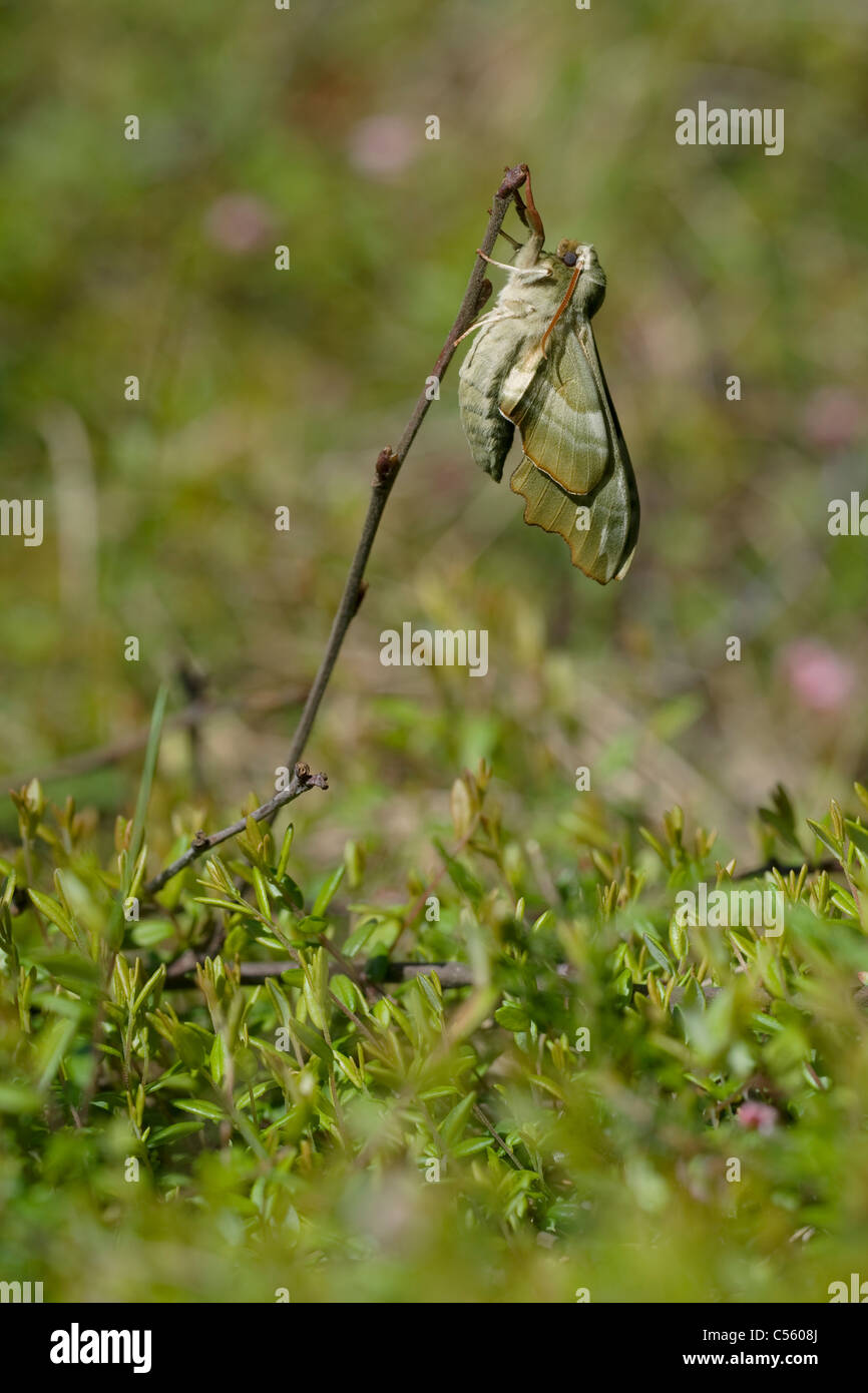 Lime Hawk-moth (Mimas tiliae) on a twig Stock Photo