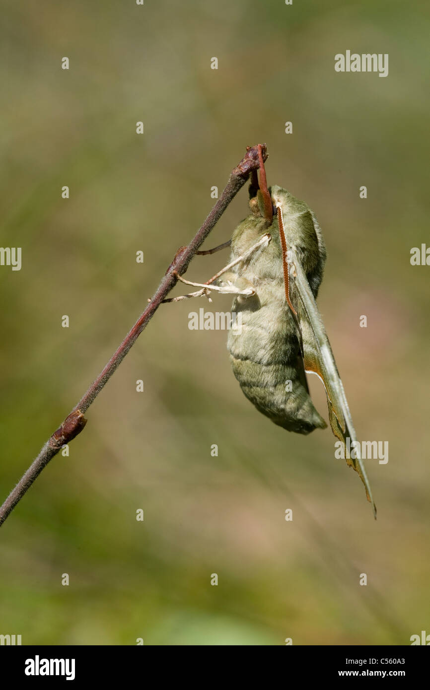 Lime Hawk-moth (Mimas tiliae) on a twig Stock Photo